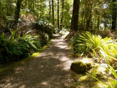 New Zealand Trail